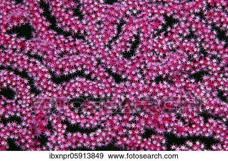Open coral polyps on Mopsella sea fan (Mopsella) Pacific, Great Barrier Reef, UNESCO World Natural Heritage, Australia, Oceania View Large Photo Image Stock Photo - Open coral polyps on Mopsella sea fan (Mopsella) Pacific, Great Barrier Reef, UNESCO World Natural Heritage, Australia, Oceania. Fotosearch