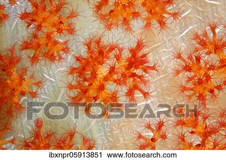 Open coral polyps on the trunk of a soft coral (Dendronephthya), coral, Pacific, Great Barrier Reef, UNESCO World Heritage, Australia, Oceania View Large Photo Image Stock Image - Open coral polyps on the trunk of a soft coral (Dendronephthya), coral, Pacific, Great Barrier Reef, UNESCO World Heritage, Australia, Oceania. Fotosearch