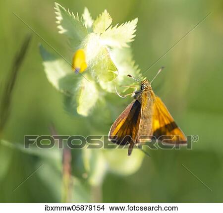 Picture - Orange skipper butterfly ( Hesperiidae) Perlacher Forst, Upper Bavaria, Bavaria, Germany, Europe. Fotosearch