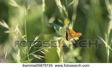 Orange skipper butterfly ( Hesperiidae) Perlacher Forst, Upper Bavaria, Bavaria, Germany, Europe View Large Photo Image Stock Photography - Orange skipper butterfly ( Hesperiidae) Perlacher Forst, Upper Bavaria, Bavaria, Germany, Europe. Fotosearch