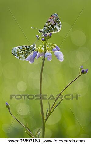 Orange tip ( Anthocharis cardamines) on flowering Cuckoo flower ( Cardamine pratensis) Oldenburger Münsterland, Vechta, Lower Saxony, Germany, Europe View Large Photo Image Stock Photo - Orange tip ( Anthocharis cardamines) on flowering Cuckoo flower ( Cardamine pratensis) Oldenburger Münsterland, Vechta, Lower Saxony, Germany, Europe. Fotosearch
