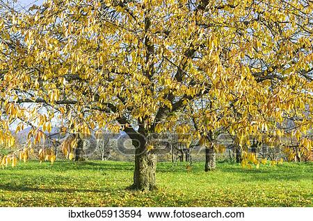 Orchard meadow in autumn with different trees like cherry trees, pear trees and apple trees, Swabian Alb, Baden-Württemberg, Germany, Europe View Large Photo Image Picture - Orchard meadow in autumn with different trees like cherry trees, pear trees and apple trees, Swabian Alb, Baden-Württemberg, Germany, Europe. Fotosearch