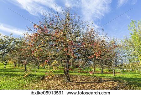Orchard meadow in autumn with different trees like pear trees and apple trees, Swabian Alb, Baden-Württemberg, Germany, Europe View Large Photo Image Stock Image - Orchard meadow in autumn with different trees like pear trees and apple trees, Swabian Alb, Baden-Württemberg, Germany, Europe. Fotosearch