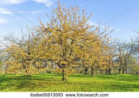 Orchard meadow in autumn with different trees like cherry trees, pear trees and apple trees, Swabian Alb, Baden-Württemberg, Germany, Europe View Large Photo Image Stock Image - Orchard meadow in autumn with different trees like cherry trees, pear trees and apple trees, Swabian Alb, Baden-Württemberg, Germany, Europe. Fotosearch