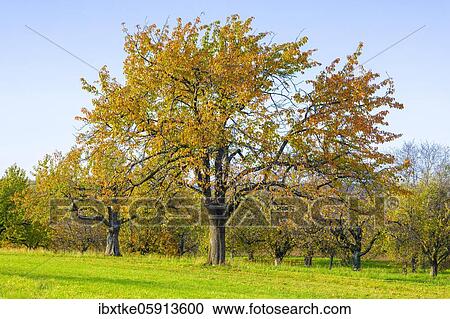 Orchard meadow in autumn with different trees like cherry trees, pear trees and apple trees, Swabian Alb, Baden-Württemberg, Germany, Europe View Large Photo Image Stock Image - Orchard meadow in autumn with different trees like cherry trees, pear trees and apple trees, Swabian Alb, Baden-Württemberg, Germany, Europe. Fotosearch
