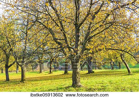 Orchard meadow in autumn with different trees like cherry trees, pear trees and apple trees, Swabian Alb, Baden-Württemberg, Germany, Europe View Large Photo Image Stock Image - Orchard meadow in autumn with different trees like cherry trees, pear trees and apple trees, Swabian Alb, Baden-Württemberg, Germany, Europe. Fotosearch
