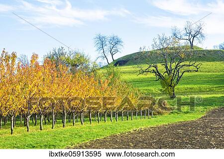 Orchard meadow in autumn with different trees like cherry trees, pear trees and apple trees, Swabian Alb, Baden-Württemberg, Germany, Europe View Large Photo Image Stock Photography - Orchard meadow in autumn with different trees like cherry trees, pear trees and apple trees, Swabian Alb, Baden-Württemberg, Germany, Europe. Fotosearch