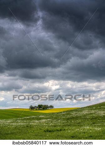 Stock Photo - Orchard, surrounded by a rape field and thunderclouds, Schemmerhofen, Baden-Württemberg, Germany, Europe. Fotosearch