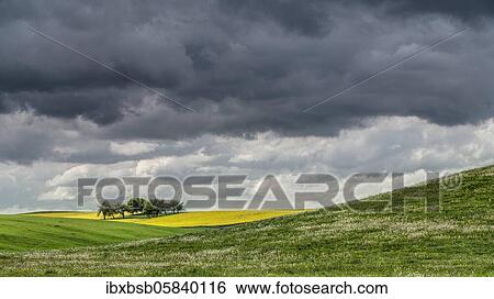 Stock Photograph - Orchard, surrounded by a rape field and thunderclouds, Schemmerhofen, Baden-Württemberg, Germany, Europe. Fotosearch