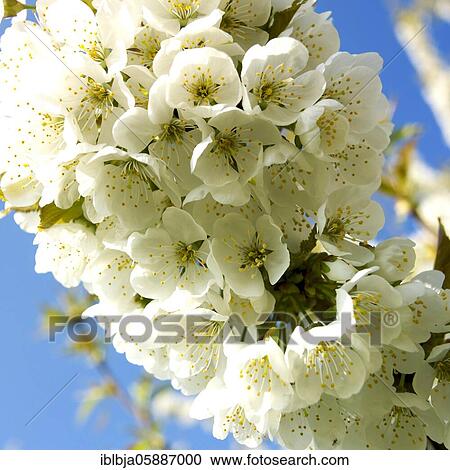 Stock Image - Orcherd of apple tress, Puy de dome department, Auvergne-Rhone-Alpes, France, Europe. Fotosearch