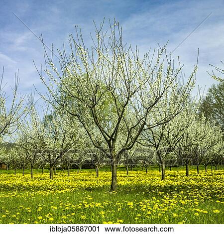 Stock Image - Orcherd of apple tress, Puy de dome department, Auvergne-Rhone-Alpes, France, Europe. Fotosearch