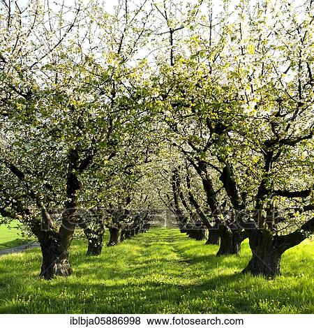 Orcherd of apple tress, Puy de dome department, Auvergne-Rhone-Alpes, France, Europe View Large Photo Image Stock Photo - Orcherd of apple tress, Puy de dome department, Auvergne-Rhone-Alpes, France, Europe. Fotosearch