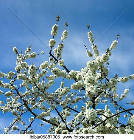 Orcherd of apple tress, Puy de dome department, Auvergne-Rhone-Alpes, France, Europe View Large Photo Image Stock Photography - Orcherd of apple tress, Puy de dome department, Auvergne-Rhone-Alpes, France, Europe. Fotosearch