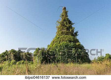 Stock Photo - Overgrown stupa at Min-kha-maung Temple, Mrauk U, Burma, Myanmar, Asia. Fotosearch