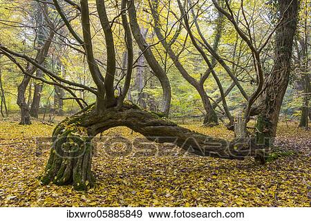 Overgrown tree trunk, autumn in the jungle Baumweg, beech forest, hut forest, Lower Saxony State Forest, Oldenburger Münsterland, Emstek, Lower Saxony, Germany, Europe View Large Photo Image Stock Photo - Overgrown tree trunk, autumn in the jungle Baumweg, beech forest, hut forest, Lower Saxony State Forest, Oldenburger Münsterland, Emstek, Lower Saxony, Germany, Europe. Fotosearch