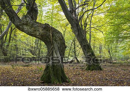Overgrown tree trunks, autumn in the jungle Baumweg, beech forest, hut forest, Lower Saxony State Forests, Oldenburger Münsterland, Emstek, Lower Saxony, Germany, Europe View Large Photo Image Stock Photo - Overgrown tree trunks, autumn in the jungle Baumweg, beech forest, hut forest, Lower Saxony State Forests, Oldenburger Münsterland, Emstek, Lower Saxony, Germany, Europe. Fotosearch