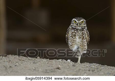 Pacific pygmy owl (Glaucidium peruanum) stands on one leg, near Chiclayo, Lambayeque region, Peru, South America View Large Photo Image Picture - Pacific pygmy owl (Glaucidium peruanum) stands on one leg, near Chiclayo, Lambayeque region, Peru, South America. Fotosearch