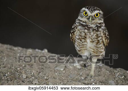 Stock Image - Pacific pygmy owl (Glaucidium peruanum) stands on one leg, near Chiclayo, Lambayeque region, Peru, South America. Fotosearch