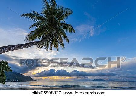 Palm tree and sea at sunset in Beau Vallon Bay, Mahe Island, Seychelles, Africa View Large Photo Image Stock Photo - Palm tree and sea at sunset in Beau Vallon Bay, Mahe Island, Seychelles, Africa. Fotosearch