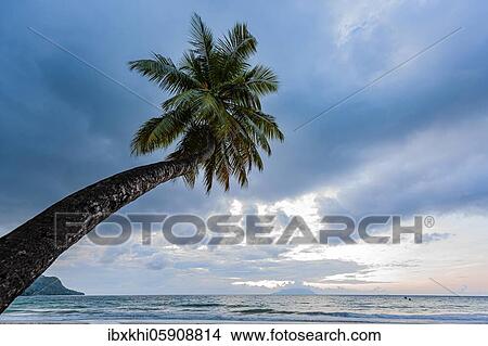 Palm tree in front of the sea, blue hour in Beau Vallon bay, Mahe island, Seychelles, Africa View Large Photo Image Picture - Palm tree in front of the sea, blue hour in Beau Vallon bay, Mahe island, Seychelles, Africa. Fotosearch