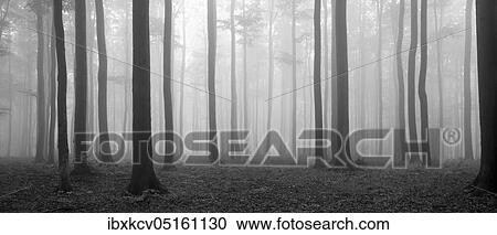 Panorama, beech forest, thick fog in early autumn, black and white, Harz foreland, near Wippra, Germany ( Sachsen-Anhalt) View Large Photo Image Stock Image - Panorama, beech forest, thick fog in early autumn, black and white, Harz foreland, near Wippra, Germany ( Sachsen-Anhalt). Fotosearch