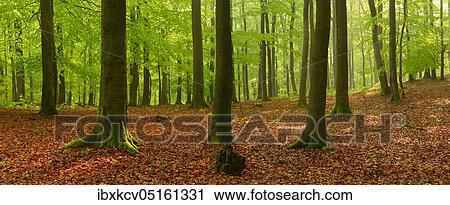 Panorama, beech forest with fog in early spring, morning light, first fresh green foliage, Kellerwald-Edersee National Park, UNESCO World Natural Heritage Site virgin beech forests and old beech forests of the Carpathians and other regions of Europe,... View Large Photo Image Stock Image - Panorama, beech forest with fog in early spring, morning light, first fresh green foliage, Kellerwald-Edersee National Park, UNESCO World Natural Heritage Site virgin beech forests and old beech forests of the Carpathians and other regions of Europe,.... Fotosearch