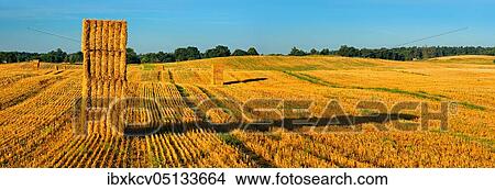 Panorama, Brandenburg, Germany, stubble field with bales of straw in the morning light, summer landscape under a blue sky with clouds, Märkische Schweiz nature park Park, Europe View Large Photo Image Picture - Panorama, Brandenburg, Germany, stubble field with bales of straw in the morning light, summer landscape under a blue sky with clouds, Märkische Schweiz nature park Park, Europe. Fotosearch