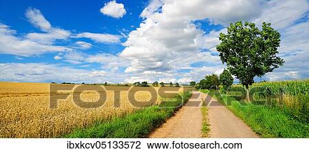 Panorama, country lane through cultural landscape in summer, fields with wheat and corn, blue sky with cumulus clouds, Saalekreis, Saxony-Anhalt, Germany, Europe View Large Photo Image Stock Image - Panorama, country lane through cultural landscape in summer, fields with wheat and corn, blue sky with cumulus clouds, Saalekreis, Saxony-Anhalt, Germany, Europe. Fotosearch
