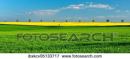 Panorama, cultural landscape in spring, green cornfield, flowering rape field and row of trees, blue sky with clouds, near Bad Kösen, Germany ( Sachsen-Anhalt) View Large Photo Image Stock Photo - Panorama, cultural landscape in spring, green cornfield, flowering rape field and row of trees, blue sky with clouds, near Bad Kösen, Germany ( Sachsen-Anhalt). Fotosearch