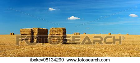 Panorama, Endless stubble field with bales of straw, summer landscape under blue sky with clouds, near Alsleben, Salzlandkreis, Germany ( Sachsen-Anhalt) View Large Photo Image Stock Image - Panorama, Endless stubble field with bales of straw, summer landscape under blue sky with clouds, near Alsleben, Salzlandkreis, Germany ( Sachsen-Anhalt). Fotosearch