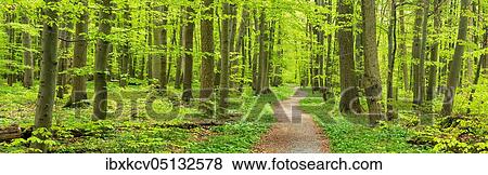 Panorama, hiking trail winding through semi-natural beech forest in spring, fresh green foliage, UNESCO World Natural Heritage Site "Primeval Beech Forests in the Carpathians and Old Beech Forests in Germany", Hainich National Park, Thuringia,... View Large Photo Image Stock Photo - Panorama, hiking trail winding through semi-natural beech forest in spring, fresh green foliage, UNESCO World Natural Heritage Site "Primeval Beech Forests in the Carpathians and Old Beech Forests in Germany", Hainich National Park, Thuringia,.... Fotosearch