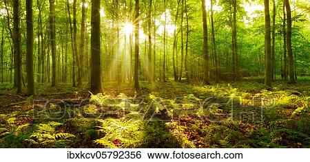 Panorama, light-flooded beech forest, sun shines through fog, fern covers the forest floor, near Naumburg, Burgenlandkreis, Saxony-Anhalt, Germany, Europe View Large Photo Image Stock Photograph - Panorama, light-flooded beech forest, sun shines through fog, fern covers the forest floor, near Naumburg, Burgenlandkreis, Saxony-Anhalt, Germany, Europe. Fotosearch