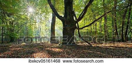 Stock Photo - Panorama, light-flooded untouched beech forest with lots of dead wood in the early morning, sun shines through fog, giant old beech, Reinhardswald, Hesse, Germany, Europe. Fotosearch