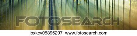Stock Photo - Panorama, Pine forest in the light of the morning sun, sunrays breaking through fog, Finne mountain range, Burgenlandkreis, Saxony-Anhalt, Germany, Europe. Fotosearch