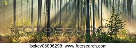 Panorama, Pine forest in the light of the morning sun, sunrays breaking through fog, Finne mountain range, Burgenlandkreis, Saxony-Anhalt, Germany, Europe View Large Photo Image Stock Photo - Panorama, Pine forest in the light of the morning sun, sunrays breaking through fog, Finne mountain range, Burgenlandkreis, Saxony-Anhalt, Germany, Europe. Fotosearch