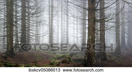 Panorama, spruce forest, thick fog, Harz National Park, near Braunlage, Germany ( Niedersachsen) View Large Photo Image Stock Image - Panorama, spruce forest, thick fog, Harz National Park, near Braunlage, Germany ( Niedersachsen). Fotosearch