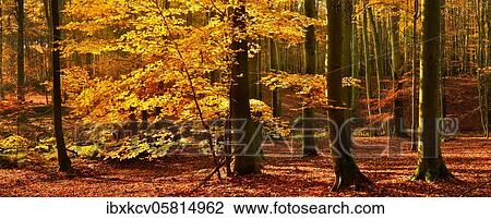 Panorama, sunny untouched beech forest in autumn, golden foliage, Müritz National Park, Mecklenburg-Vorpommern, Germany, Europe View Large Photo Image Stock Image - Panorama, sunny untouched beech forest in autumn, golden foliage, Müritz National Park, Mecklenburg-Vorpommern, Germany, Europe. Fotosearch