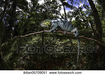 Panther chameleon (Furcifer pardalis) in the rainforests of northwest Madagascar, Madagascar, Africa View Large Photo Image Stock Image - Panther chameleon (Furcifer pardalis) in the rainforests of northwest Madagascar, Madagascar, Africa. Fotosearch