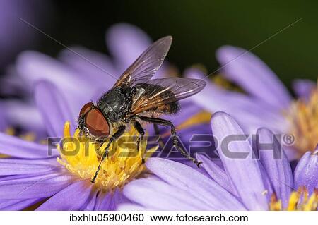 Stock Image - Parasite fly (Aster) (Elomya lateralis) an blossom, Baden-Württemberg, Germany, Europe. Fotosearch