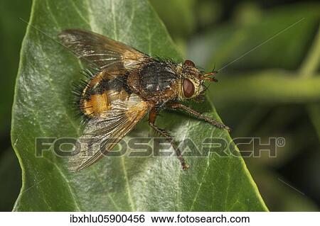 Stock Photograph - Parasitic fly (Tachina fera) on ivy leaf, Baden-Württemberg, Germany, Europe. Fotosearch