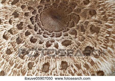Stock Image - Parasol mushroom (Macrolepiota procera) also parasol mushroom or giant umbrella, hat from above with scale pattern, Schleswig-Holstein, Germany, Europe. Fotosearch
