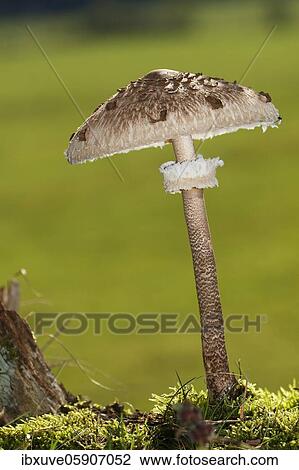 Parasol mushroom (Macrolepiota procera) also parasol mushroom or giant umbrella, Schleswig-Holstein, Germany, Europe View Large Photo Image Stock Image - Parasol mushroom (Macrolepiota procera) also parasol mushroom or giant umbrella, Schleswig-Holstein, Germany, Europe. Fotosearch