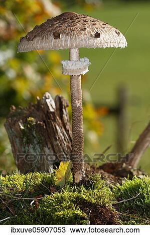 Parasol mushroom (Macrolepiota procera) also parasol mushroom or giant umbrella, Schleswig-Holstein, Germany, Europe View Large Photo Image Stock Image - Parasol mushroom (Macrolepiota procera) also parasol mushroom or giant umbrella, Schleswig-Holstein, Germany, Europe. Fotosearch