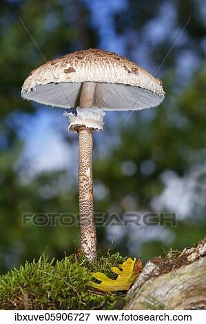 Parasol mushroom (Macrolepiota procera) also parasol mushroom or giant umbrella, Schleswig-Holstein, Germany, Europe View Large Photo Image Stock Photo - Parasol mushroom (Macrolepiota procera) also parasol mushroom or giant umbrella, Schleswig-Holstein, Germany, Europe. Fotosearch