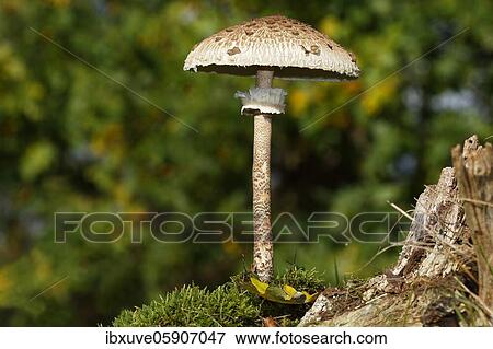 Stock Photo - Parasol mushroom (Macrolepiota procera) also parasol mushroom or giant umbrella, Schleswig-Holstein, Germany, Europe. Fotosearch