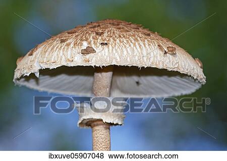 Parasol mushroom (Macrolepiota procera) also parasol mushroom or giant umbrella, Schleswig-Holstein, Germany, Europe View Large Photo Image Stock Photo - Parasol mushroom (Macrolepiota procera) also parasol mushroom or giant umbrella, Schleswig-Holstein, Germany, Europe. Fotosearch