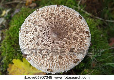 Parasol mushroom (Macrolepiota procera) also parasol mushroom or giant umbrella, hat from above with scale pattern, Schleswig-Holstein, Germany, Europe View Large Photo Image Stock Photo - Parasol mushroom (Macrolepiota procera) also parasol mushroom or giant umbrella, hat from above with scale pattern, Schleswig-Holstein, Germany, Europe. Fotosearch