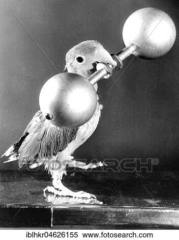 Stock Photography - Parrot lifts weights, ca. 1950, exact place unknown, Cuba, Caribbean, Central America. Fotosearch