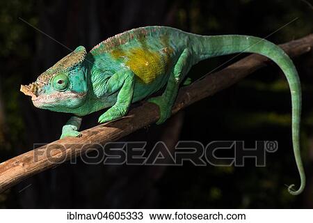 Stock Image - Parson's chameleon (Calumma parsonii cristifer), male, Andasibe National Park, Madagascar, Africa. Fotosearch
