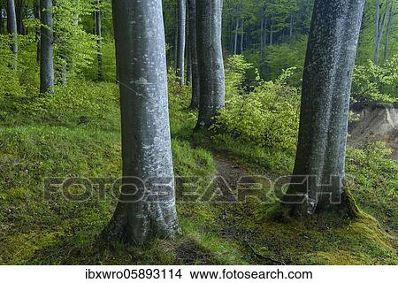 Path along beech trees ( Fagus sylvatica) at the chalk cliffs of Rügen, Jasmund National Park, Forest, Saßnitz, Mecklenburg-Western Pomerania, Germany, Europe View Large Photo Image Picture - Path along beech trees ( Fagus sylvatica) at the chalk cliffs of Rügen, Jasmund National Park, Forest, Saßnitz, Mecklenburg-Western Pomerania, Germany, Europe. Fotosearch